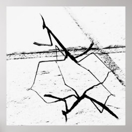 Tänkande Mantis Poster