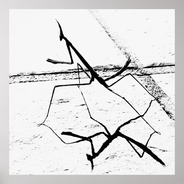 Tänkande Mantis Poster (Framsidan)