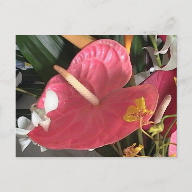 Tänkans Rosa Vykort (Framsida)