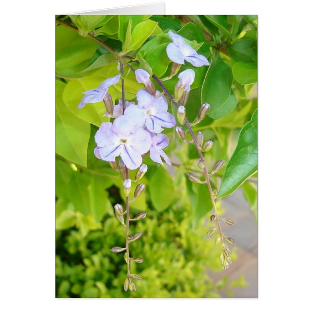 Tankar i Vår v2 OBS Kort (Framsidan)