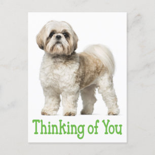 Tankar på dig Shih Tzu Puppy Hund Postcard Vykort