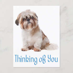 Tankar på dig Shih Tzu Puppy Hund Postcard Vykort