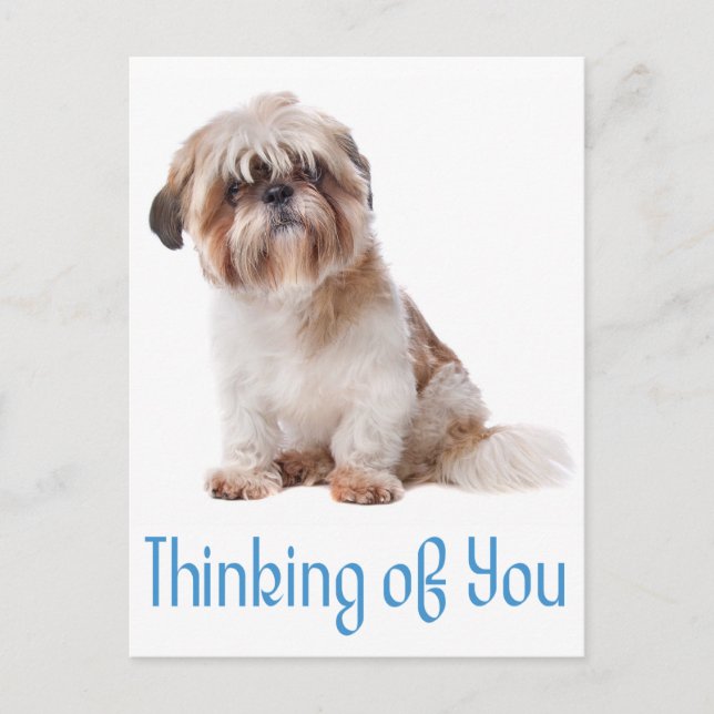 Tankar på dig Shih Tzu Puppy Hund Postcard Vykort (Framsida)
