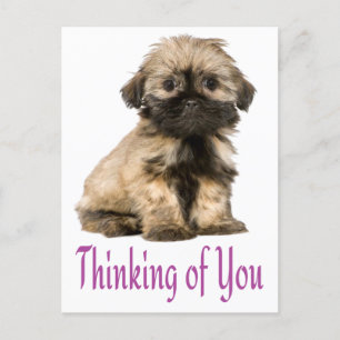 Tankar på dig Shih Tzu Puppy Hund Postcard Vykort