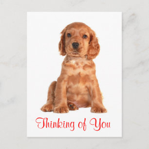 Tankar på ditt Cocker Spain Puppy Hund Postcard Vykort