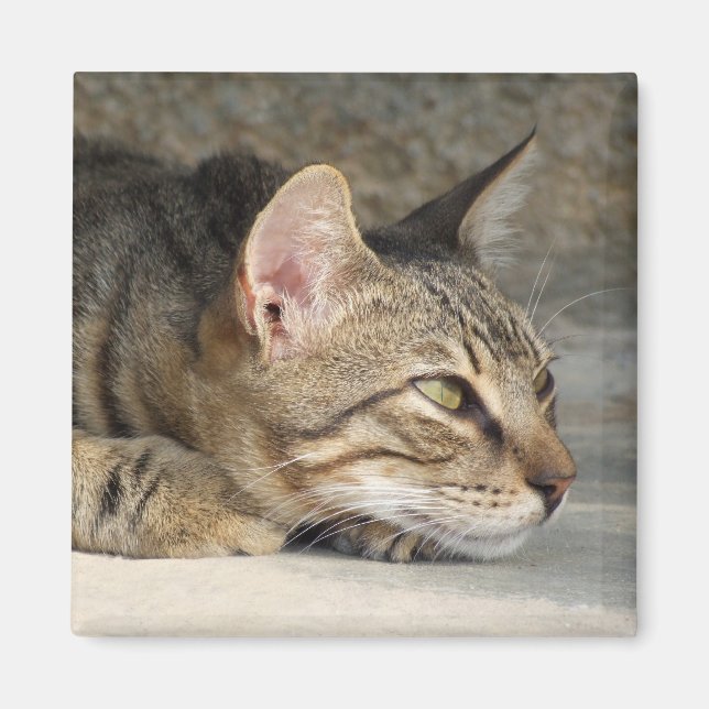 Tänkbar kattmagnet magnet (Framsidan)