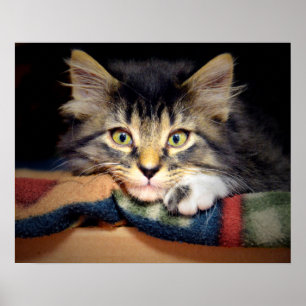Tänkbar tablett Kitten Poster
