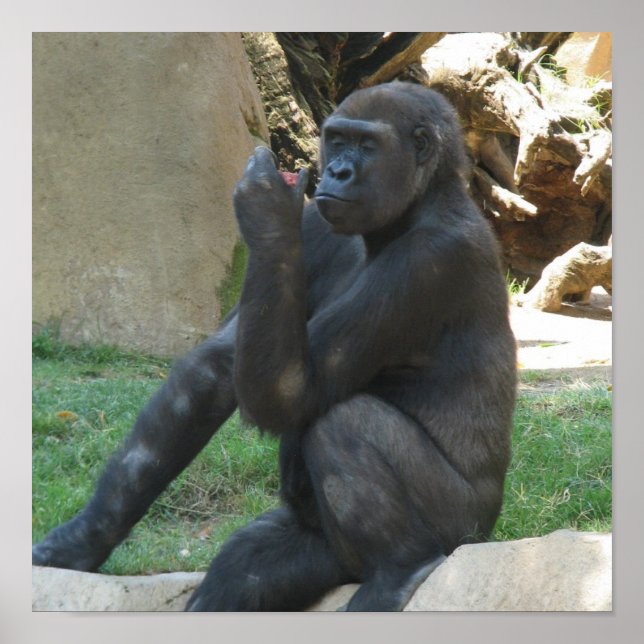 Tänkbara Gorilla Poster (Framsidan)