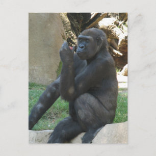 Tänkbart Gorilla Postcard Vykort