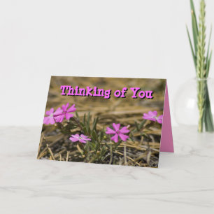 Tanken på dig Blank Inside Rosa Phlox Wildblomma Kort