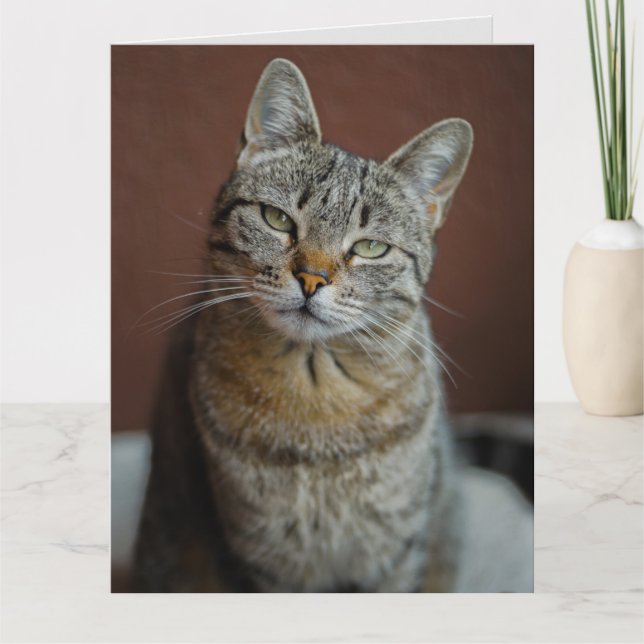 TÄNKER PÅ ATT DU HANTERAR NÅGRA TABBY KATT-KORT KORT (Framsida)