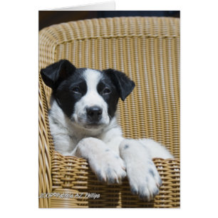 Tänker på Dig Border Collie Valp Inuti Mall Hälsningskort