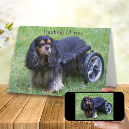 Tänker På Dig Cavalier King Charles Funktionshinde Kort