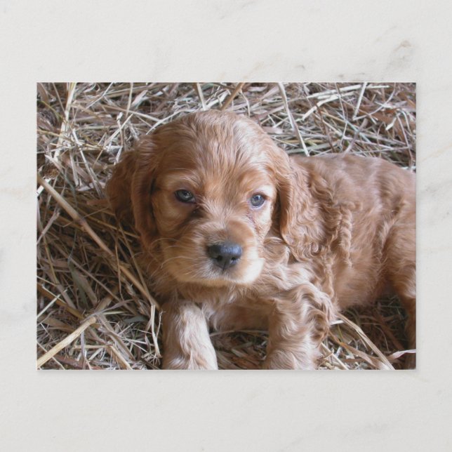 Tänker på dig... vykort (Framsida)