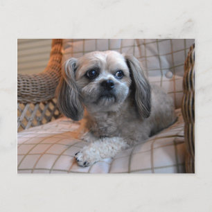Tankfull Shih Tzu Vykort