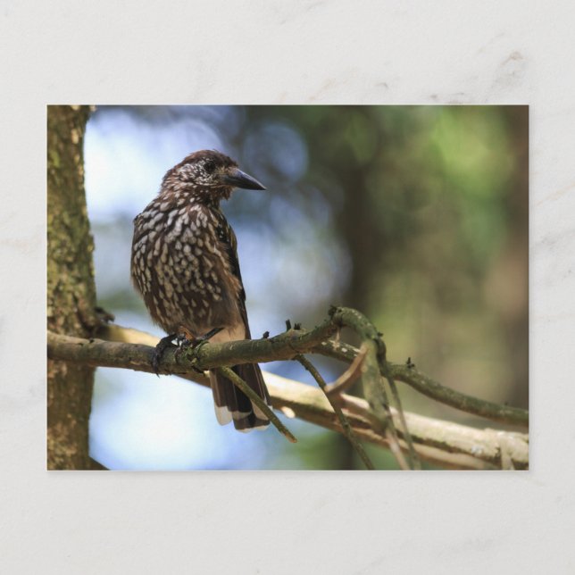 Tannenhäher Vykort (Framsida)