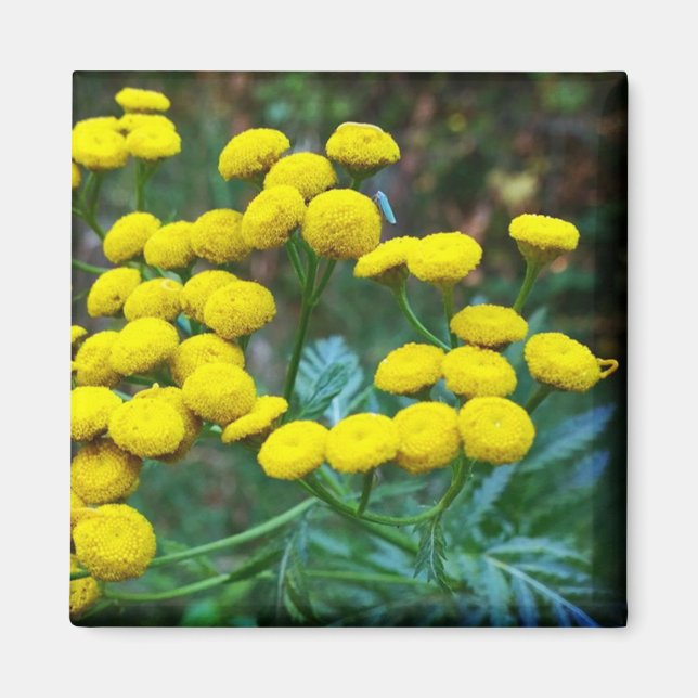 Tansy Flowers Magnet (Framsidan)