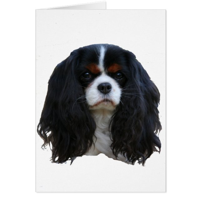 Tansy Hälsningskort (Framsidan)