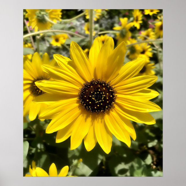Tansy Rosenweed Poster (Framsidan)