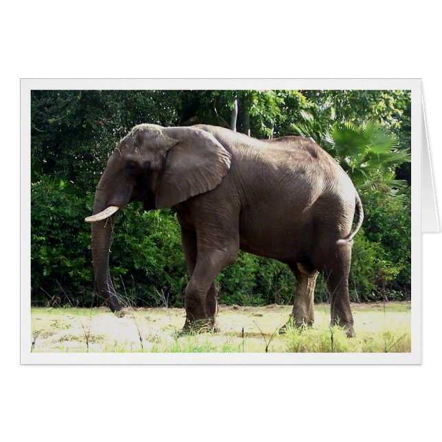 Tantor OBS Kort (Framsidan Horizontal)