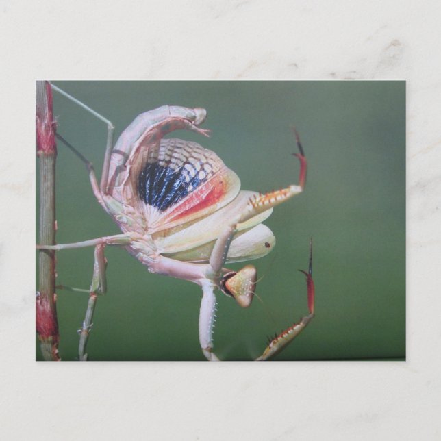 Tanz der Gottesanbeterin- Postkarte Vykort (Framsida)