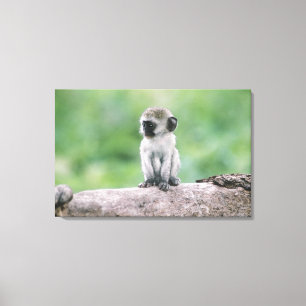 Tanzania, Ngorogoro-kratern. Närbild av vild Canvastryck