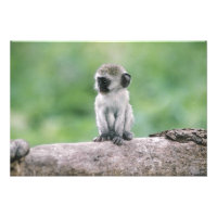 Tanzania, Ngorogoro-kratern. Närbild av vild