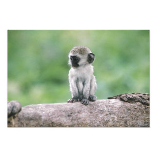 Tanzania, Ngorogoro-kratern. Närbild av vild Fototryck