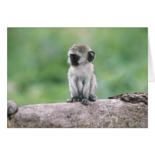Tanzania, Ngorogoro-kratern. Närbild av vild Hälsningskort