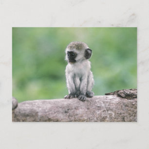 Tanzania, Ngorogoro-kratern. Närbild av vild Vykort
