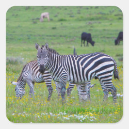 Tanzania Zebra Stickers Fyrkantigt Klistermärke