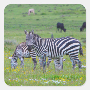 Tanzania Zebra Stickers Fyrkantigt Klistermärke