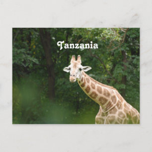 Tanzanian Giraffe Vykort