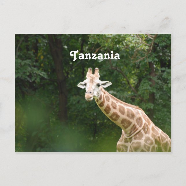 Tanzanian Giraffe Vykort (Framsida)