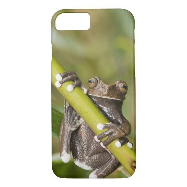 Tapichalaca Träd Frog Hyloscirtus Case-Mate iPhone Skal (Baksida)