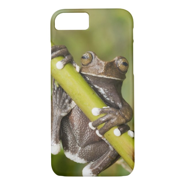 Tapichalaca Träd Frog Hyloscirtus Case-Mate iPhone Skal (Baksida)