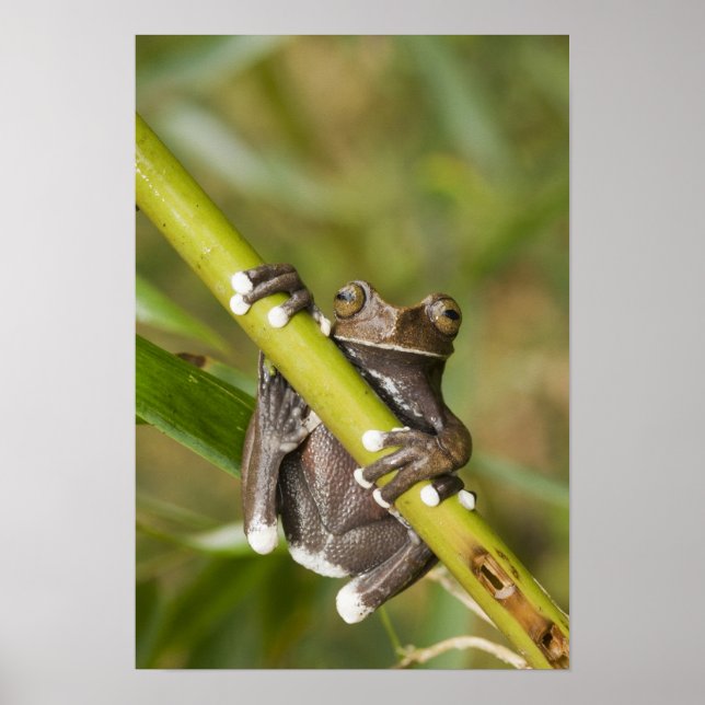 Tapichalaca Träd Frog Hyloscirtus Poster (Framsidan)