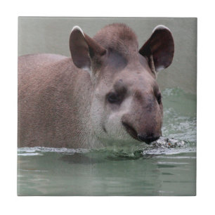 Tapir_2015_0101 Kakelplatta