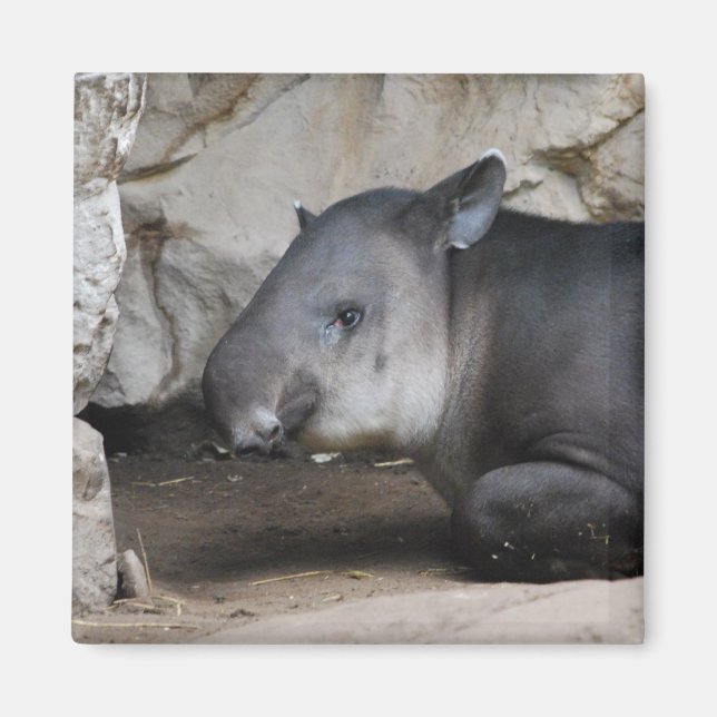 Tapir Magnet (Framsidan)