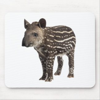 Tapir Musmatta