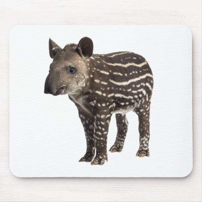 Tapir Musmatta (Framsidan)