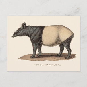 TAPIR POSTCARD VYKORT