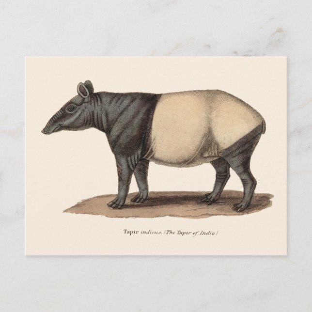 TAPIR POSTCARD VYKORT (Framsida)