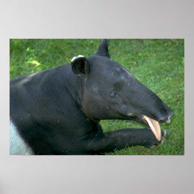 Tapir Poster (Framsidan)