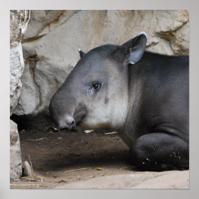 Tapir Poster (Framsidan)