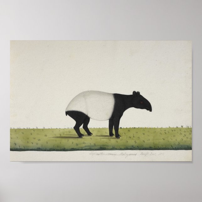 Tapir Poster (Framsidan)