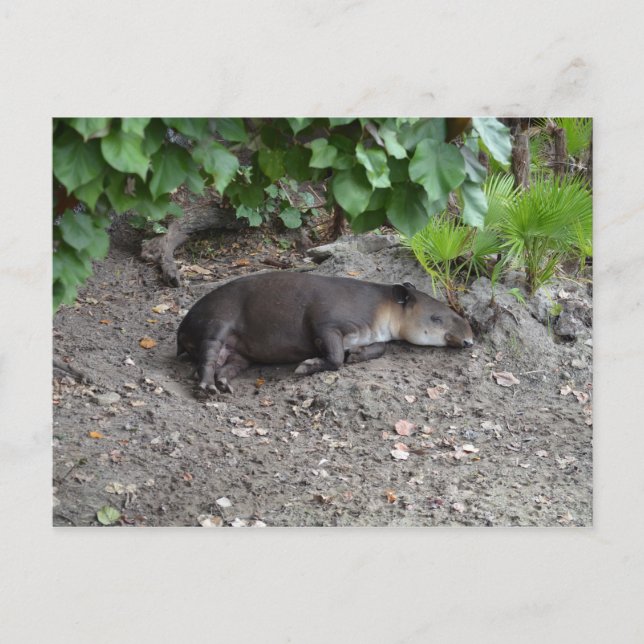 tapir sover på sand vykort (Framsida)