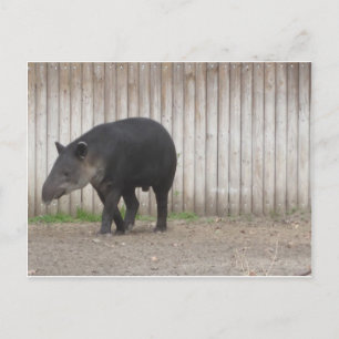 Tapir Vykort
