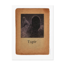 Tapir