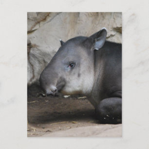 Tapir vykort